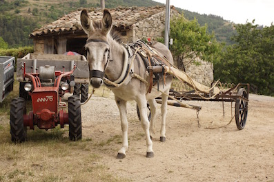 bluette aebi ratteleur.jpg