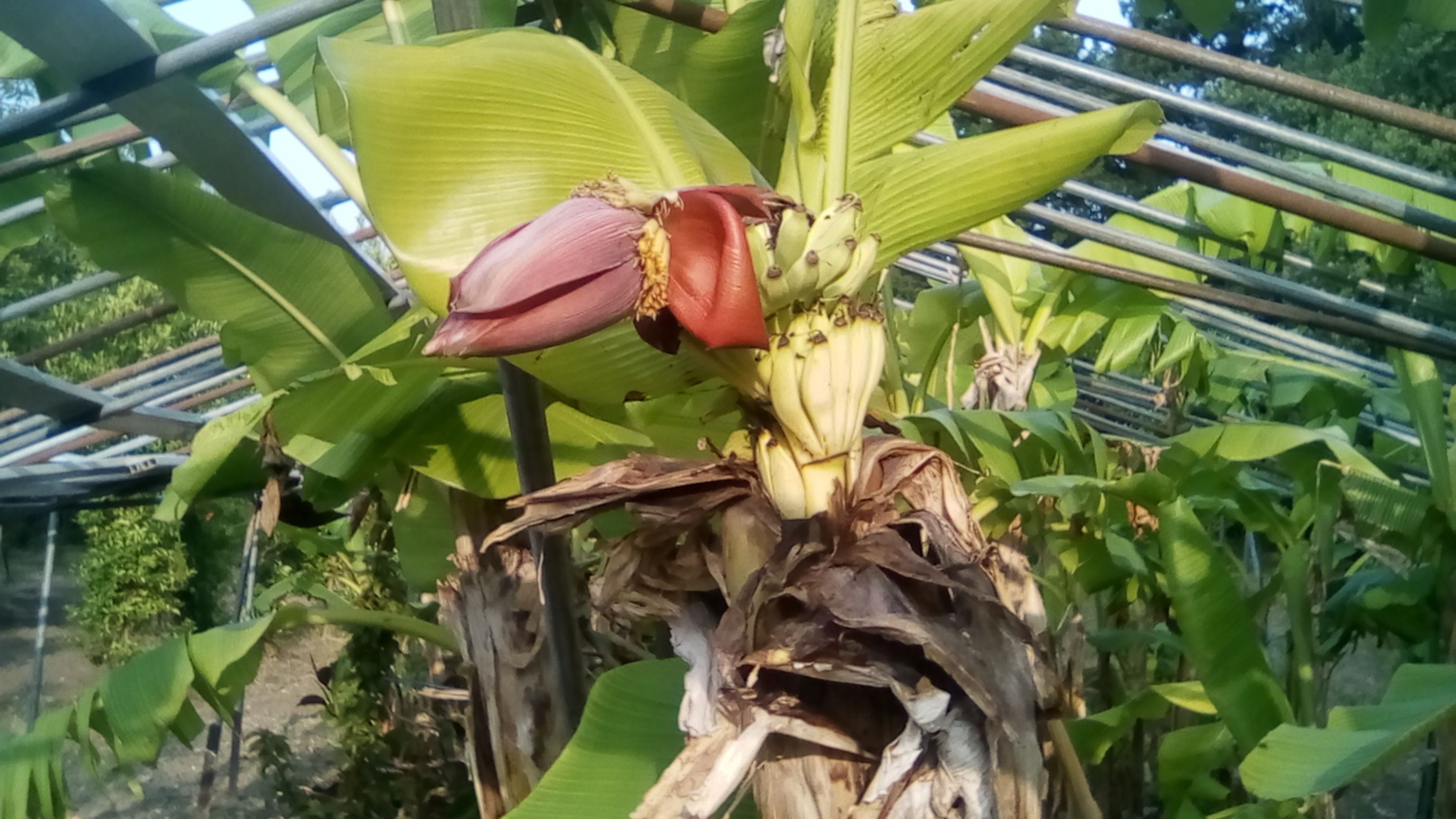 bananes n°1. 9 JUIN 25.jpg