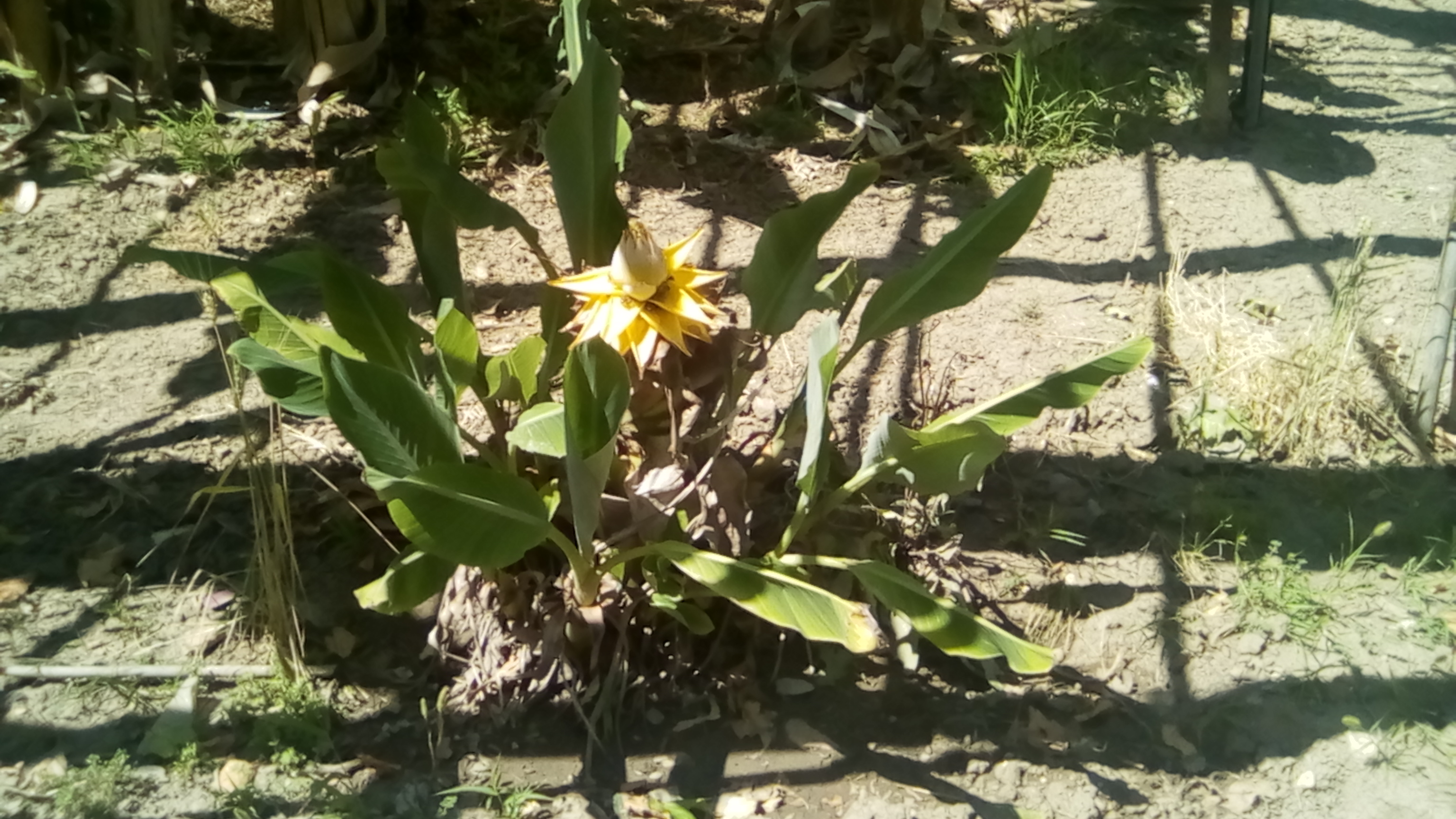 bananes 90CT 001.jpg