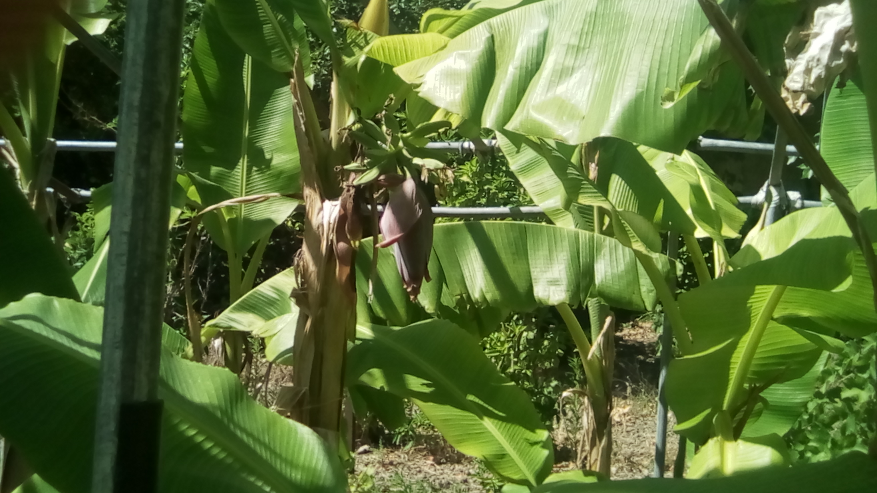 bananes 90CT 002.jpg