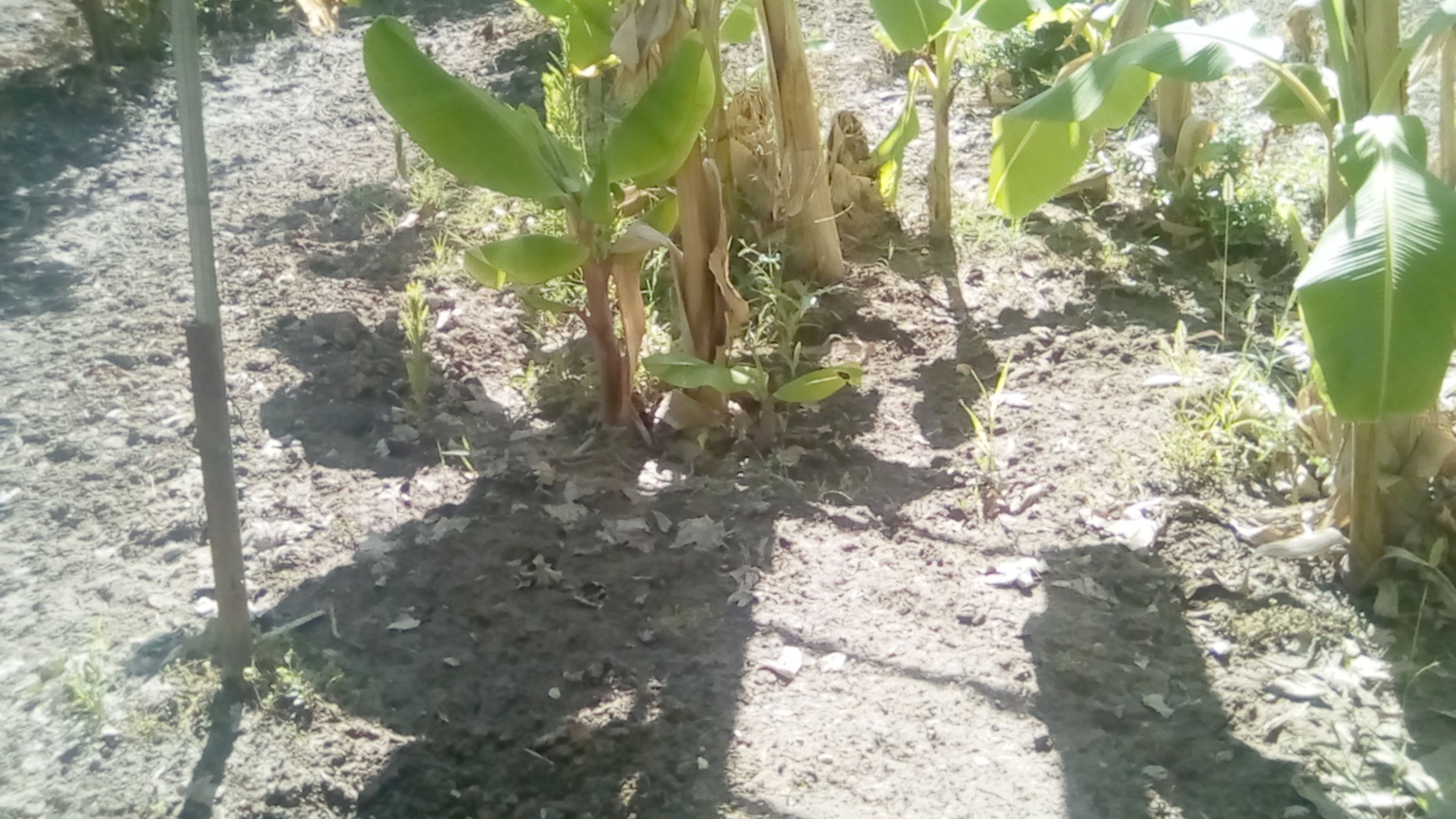 Bananoers Rouge - 24 Juin.jpg