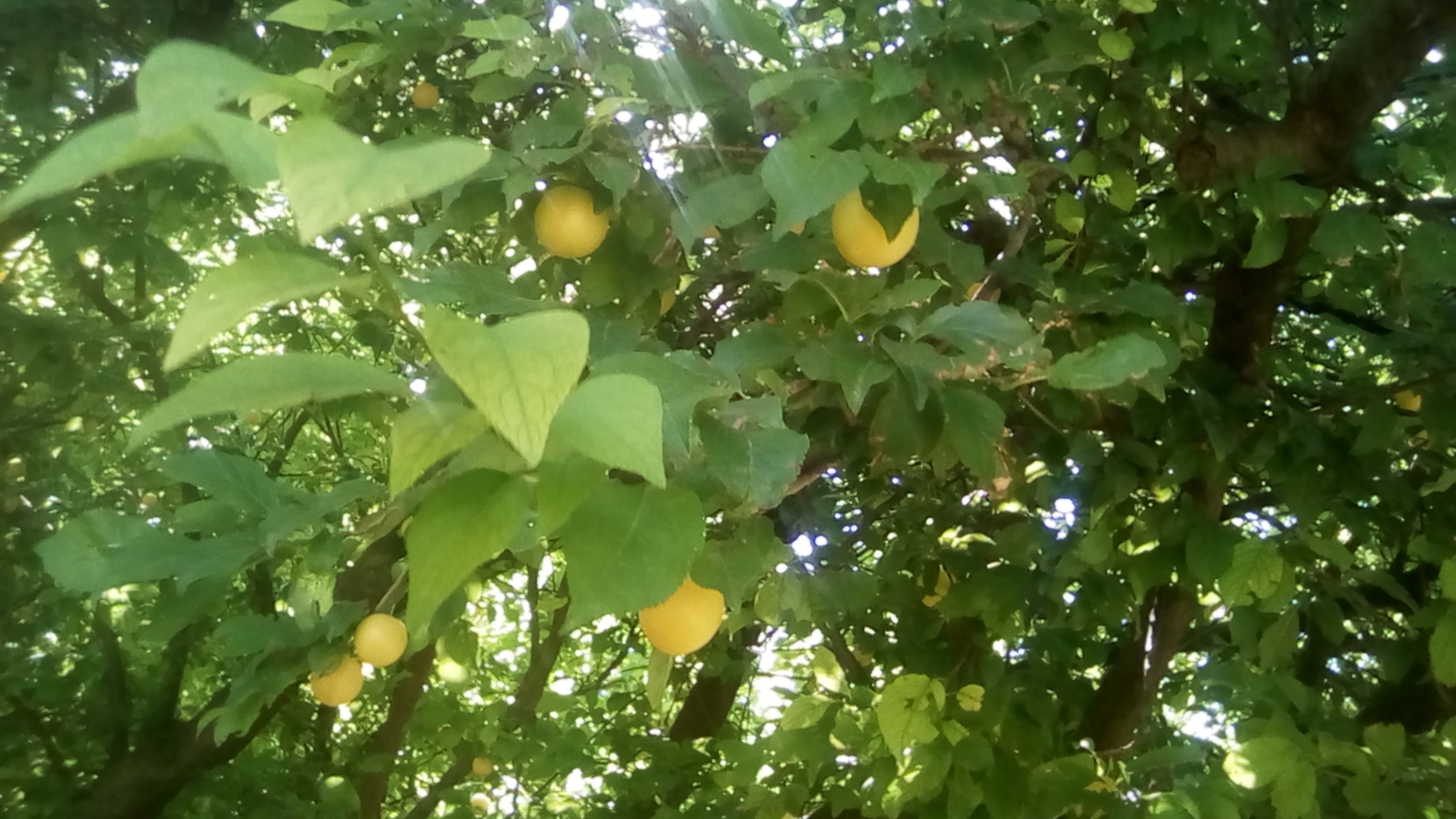 Prunes - 24 Juin.jpg