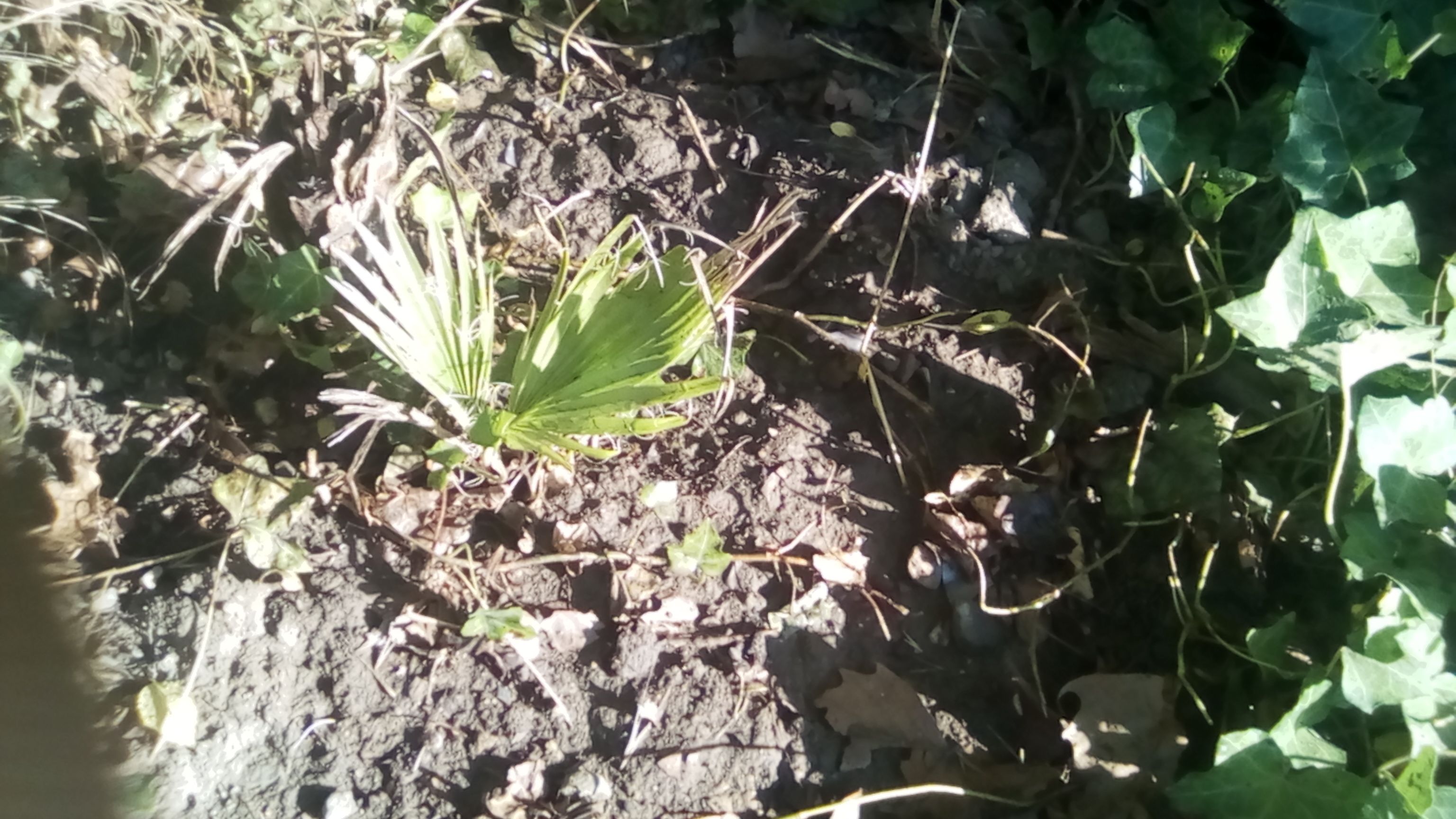 Washingtonia Filiféra - 2 Juillet.jpg