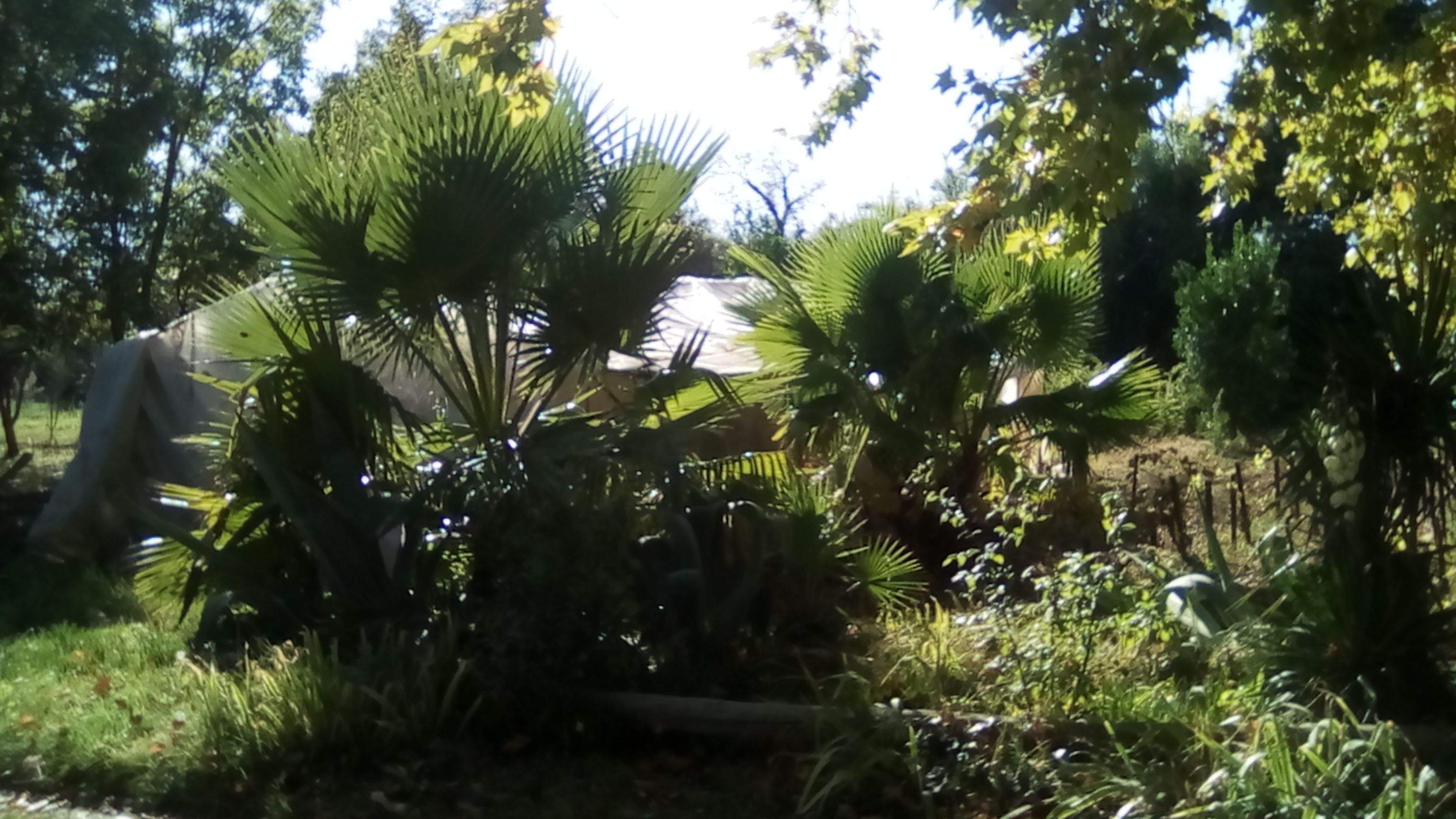 bananes 90CT 005.jpg