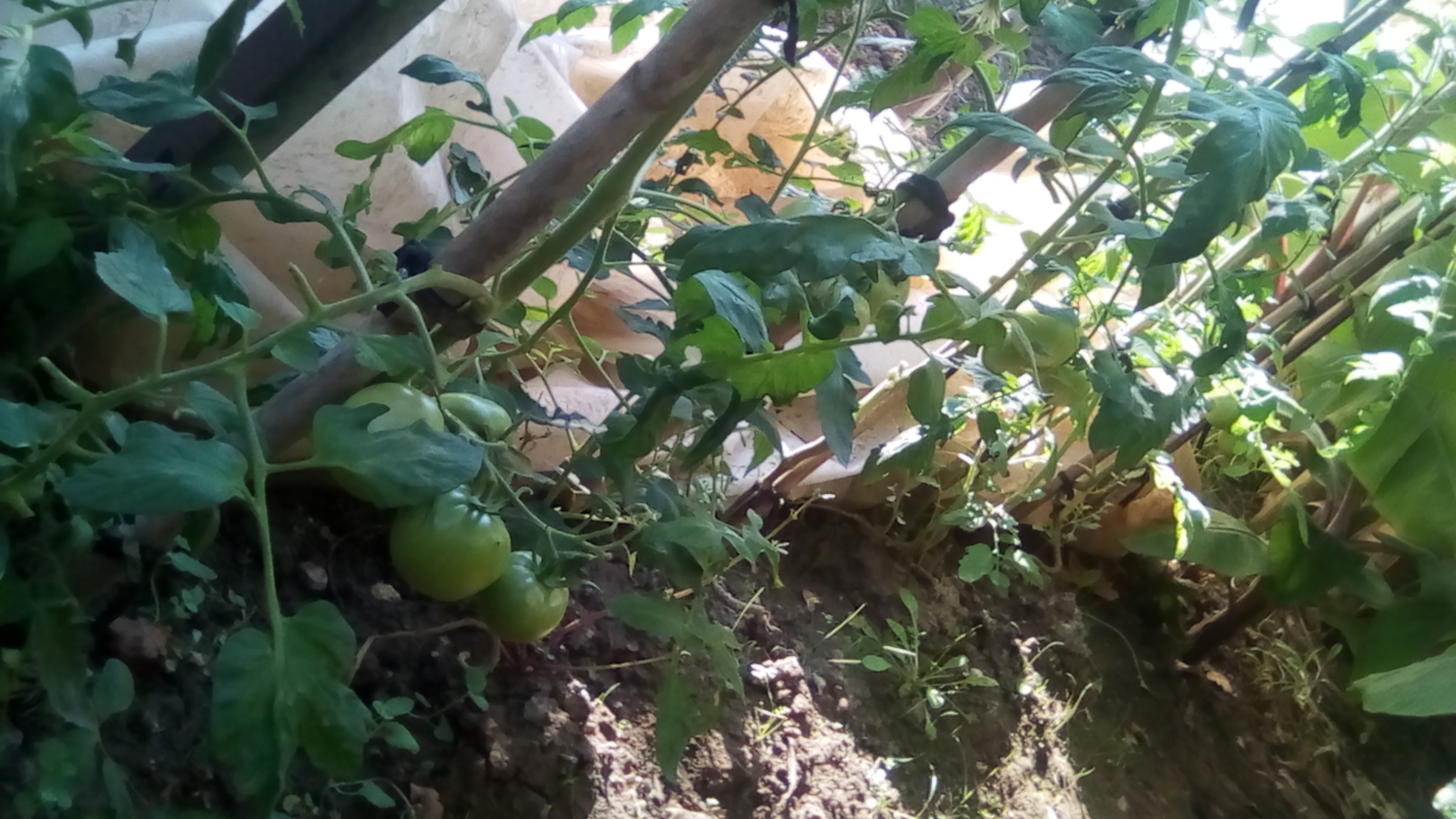 bananes 90CT 003.jpg