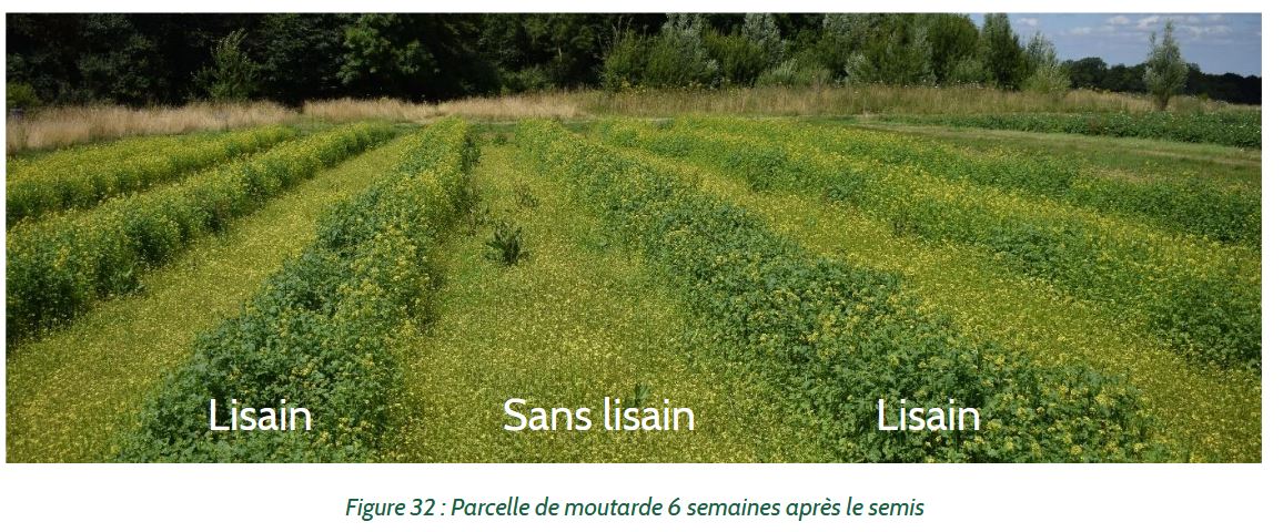 lisain moutarde.JPG