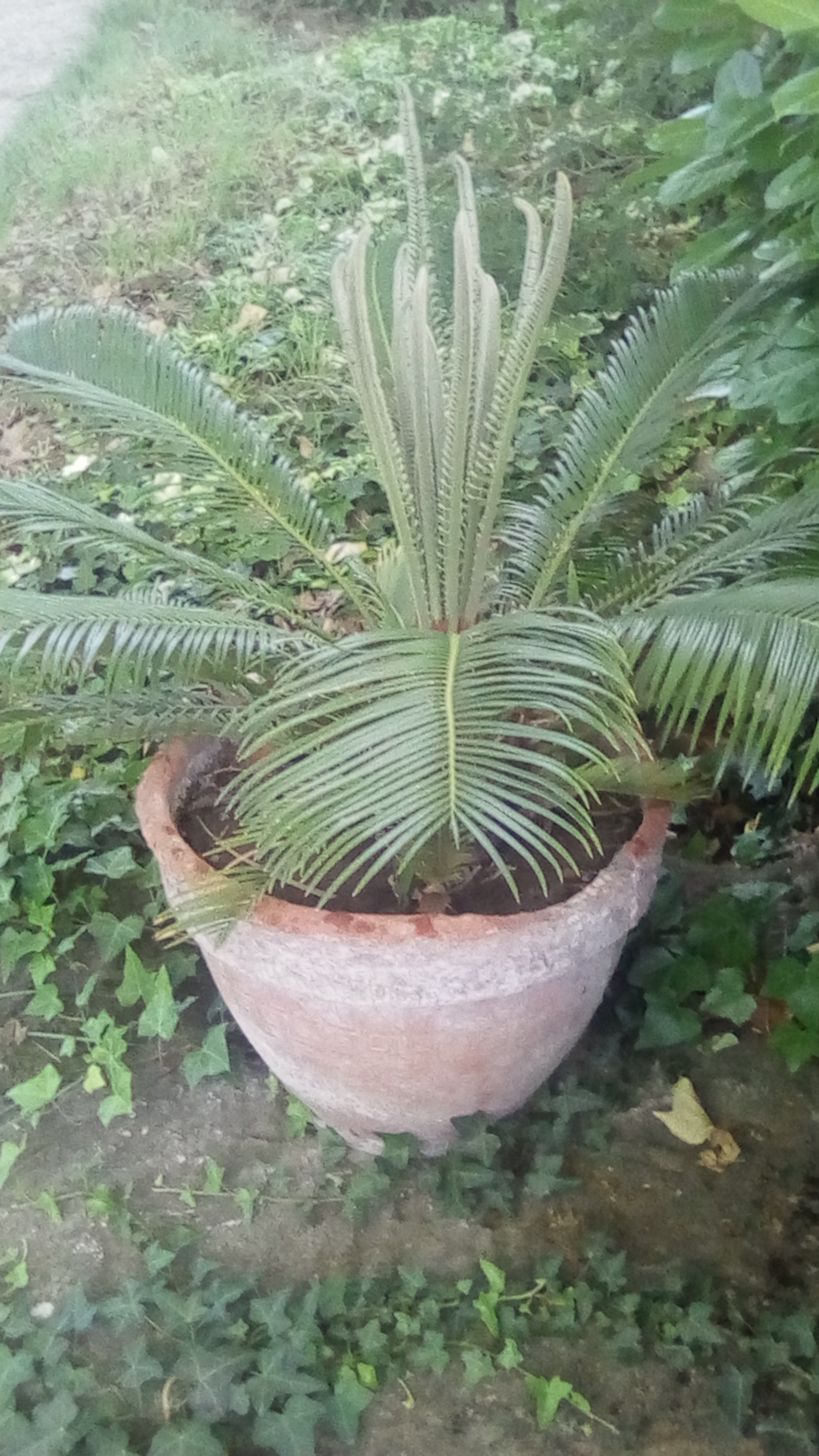 cycas.jpg