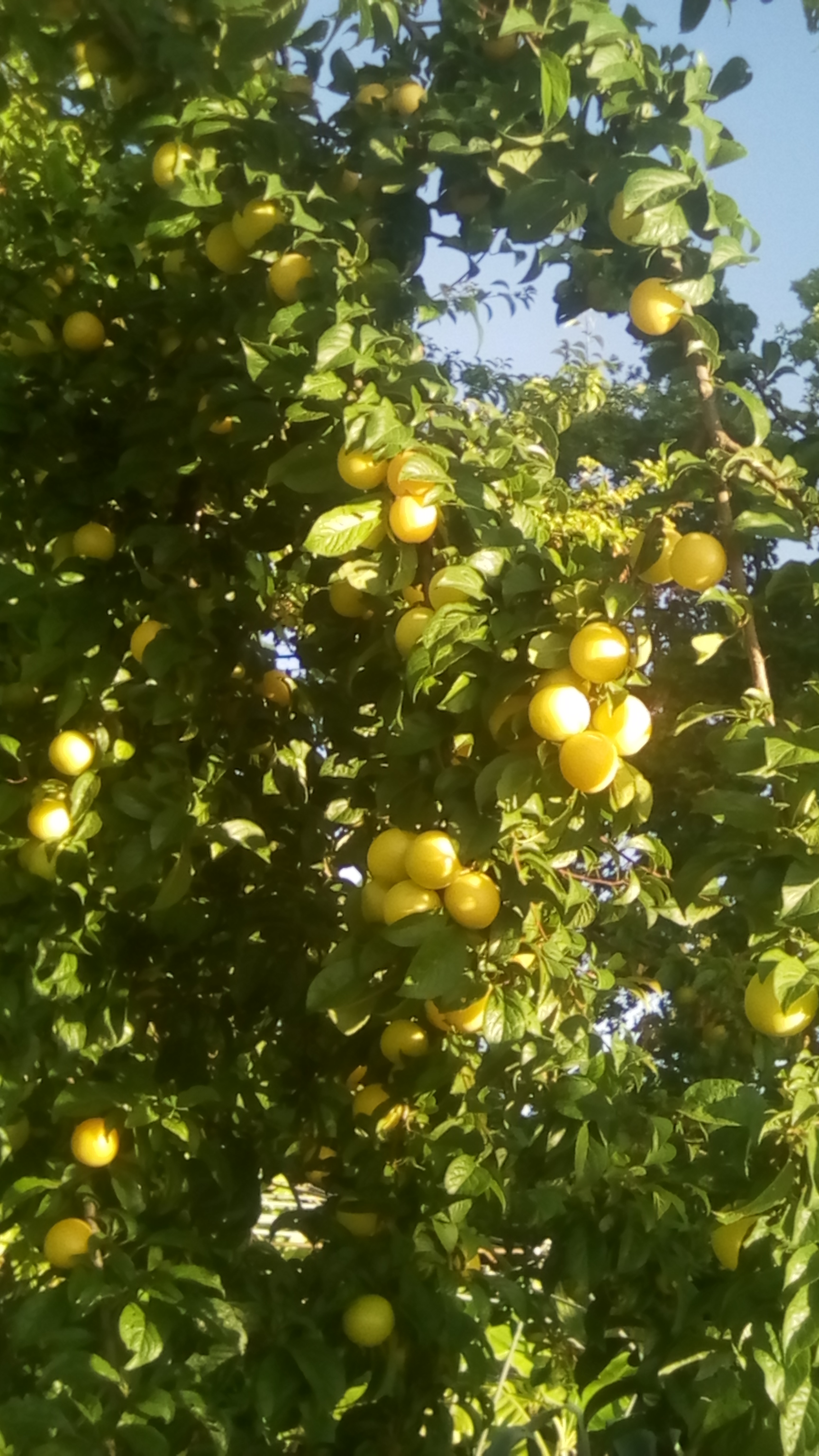 PRUNES.jpg