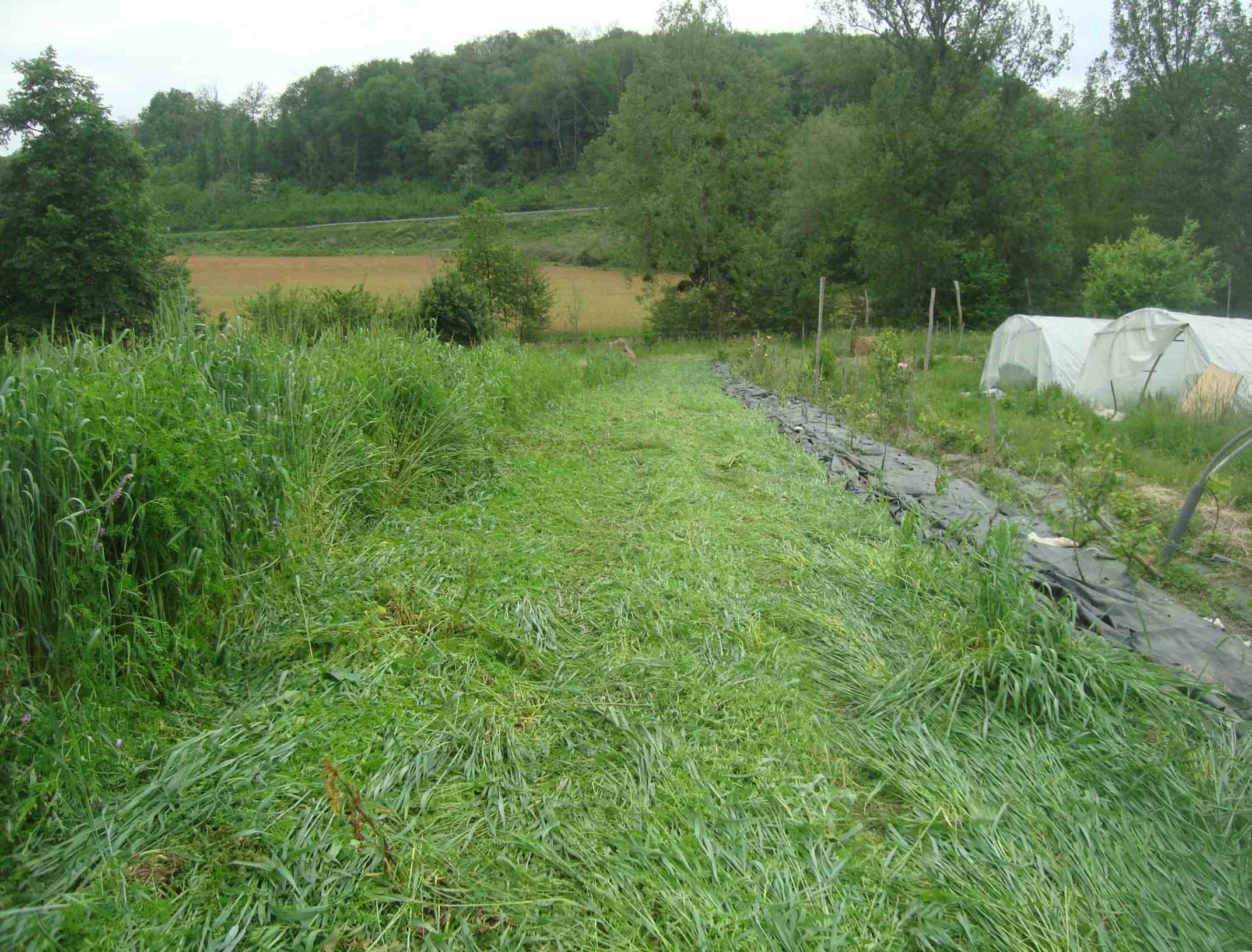Roulage engrais vert à base seiglevesce.jpg